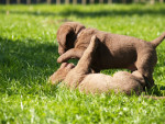 5 weken oud Borre en Baron Duck